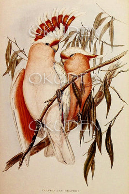 Card - Two pink cockatoos