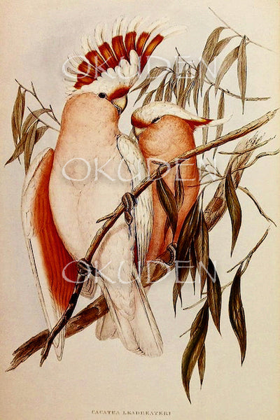 Card - Two pink cockatoos